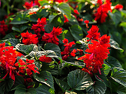 MK体育官网种植基地四